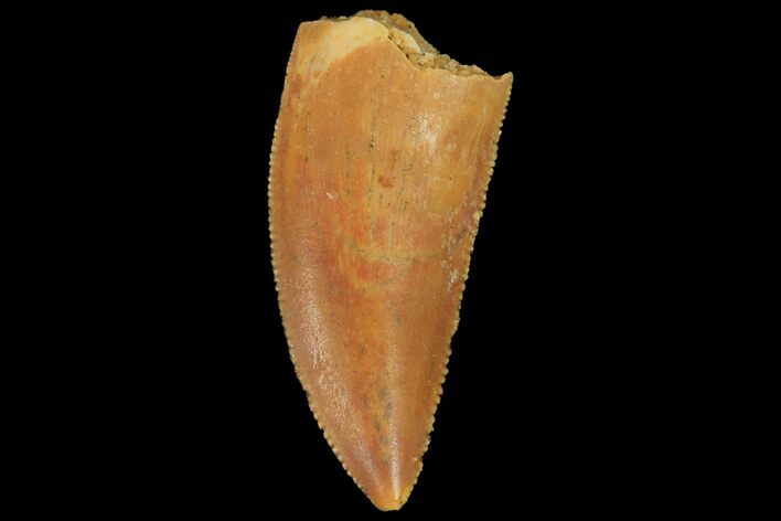 Serrated, Raptor Tooth - Real Dinosaur Tooth #134535